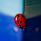 coccinella