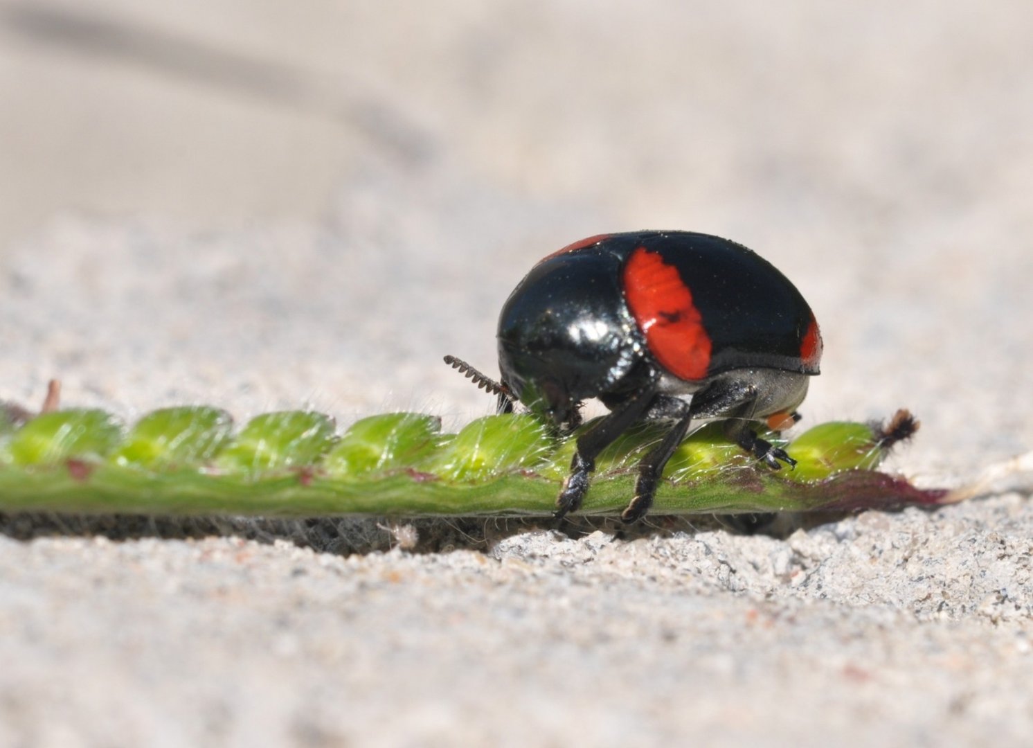 Coccinella