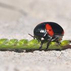 Coccinella