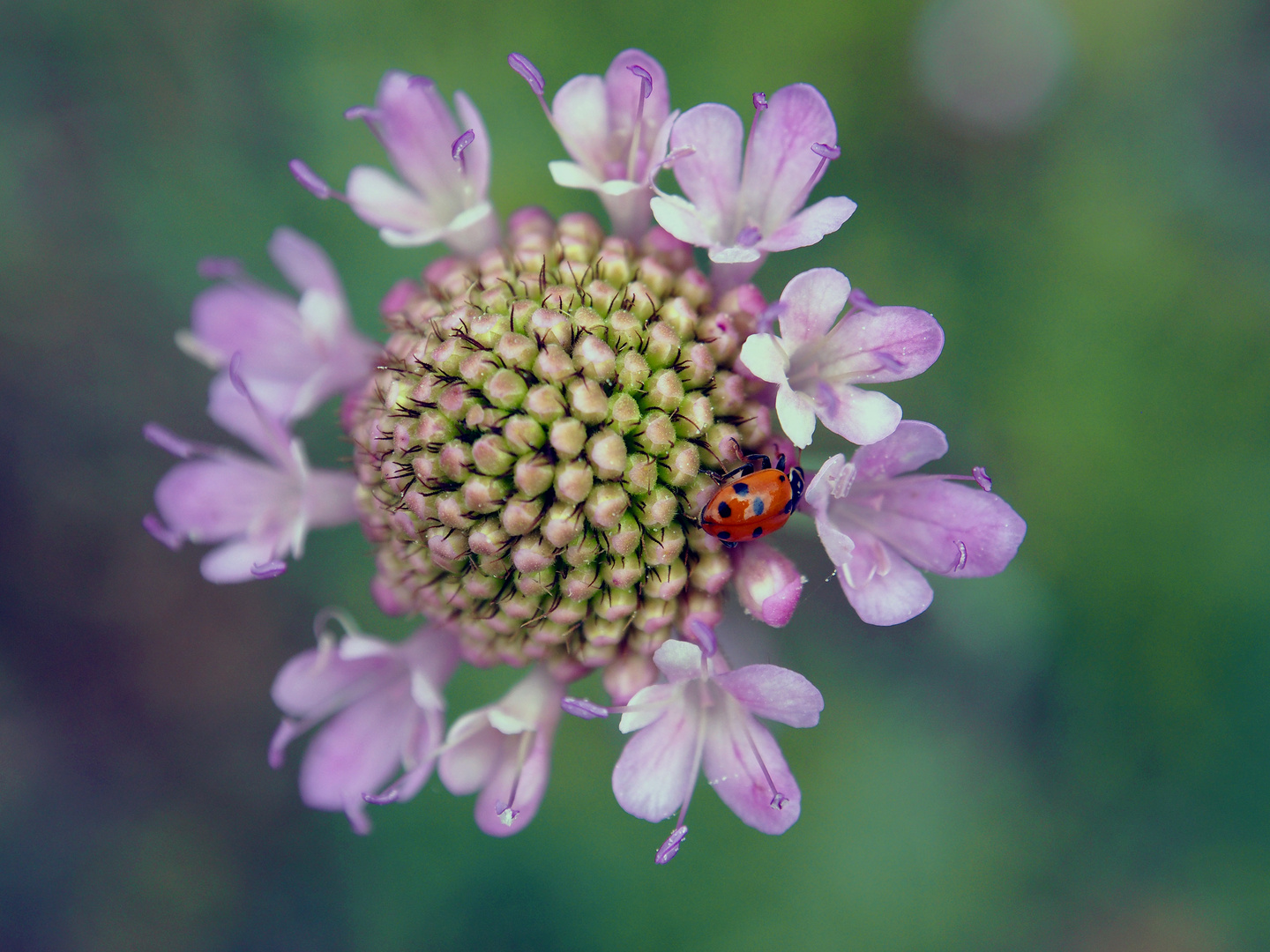 Coccinella