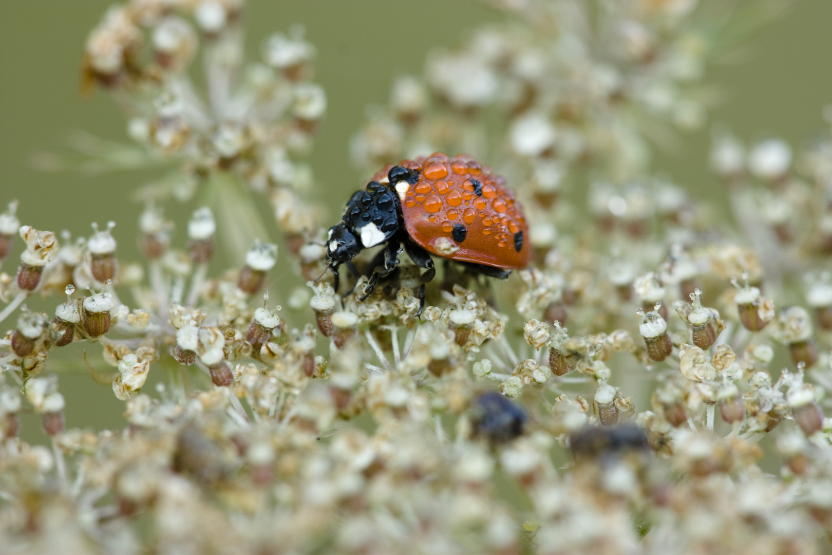 Coccinella