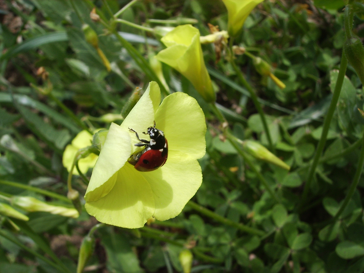 coccinella