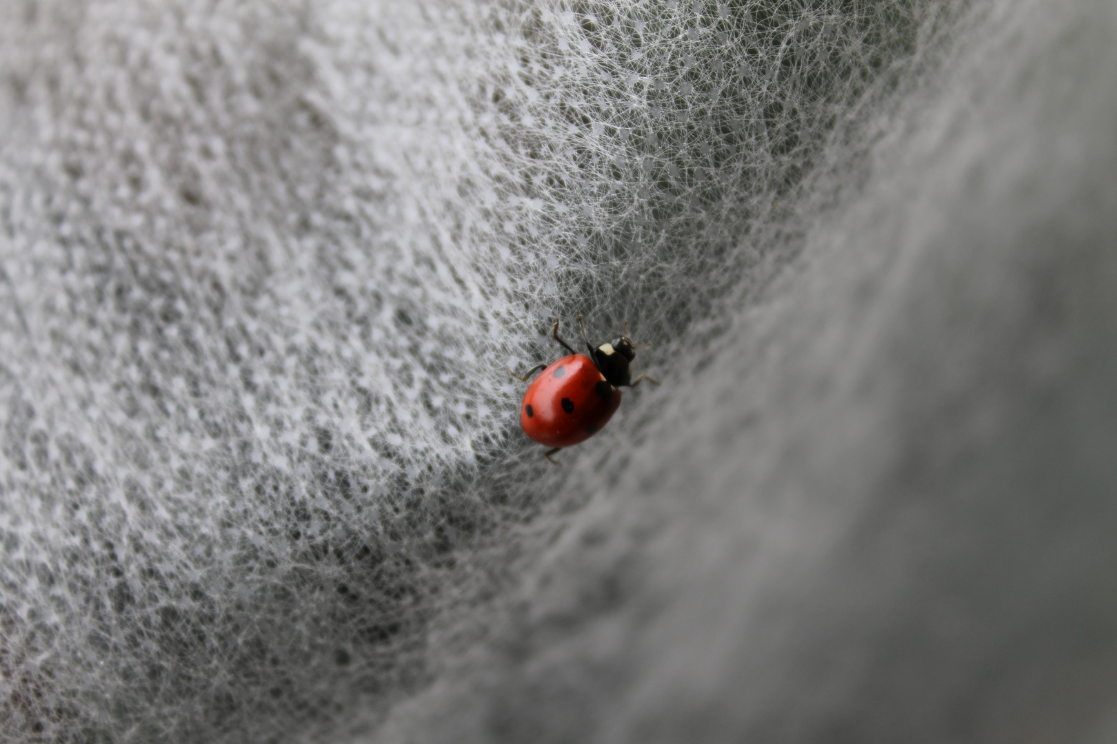 Coccinella