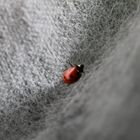 Coccinella