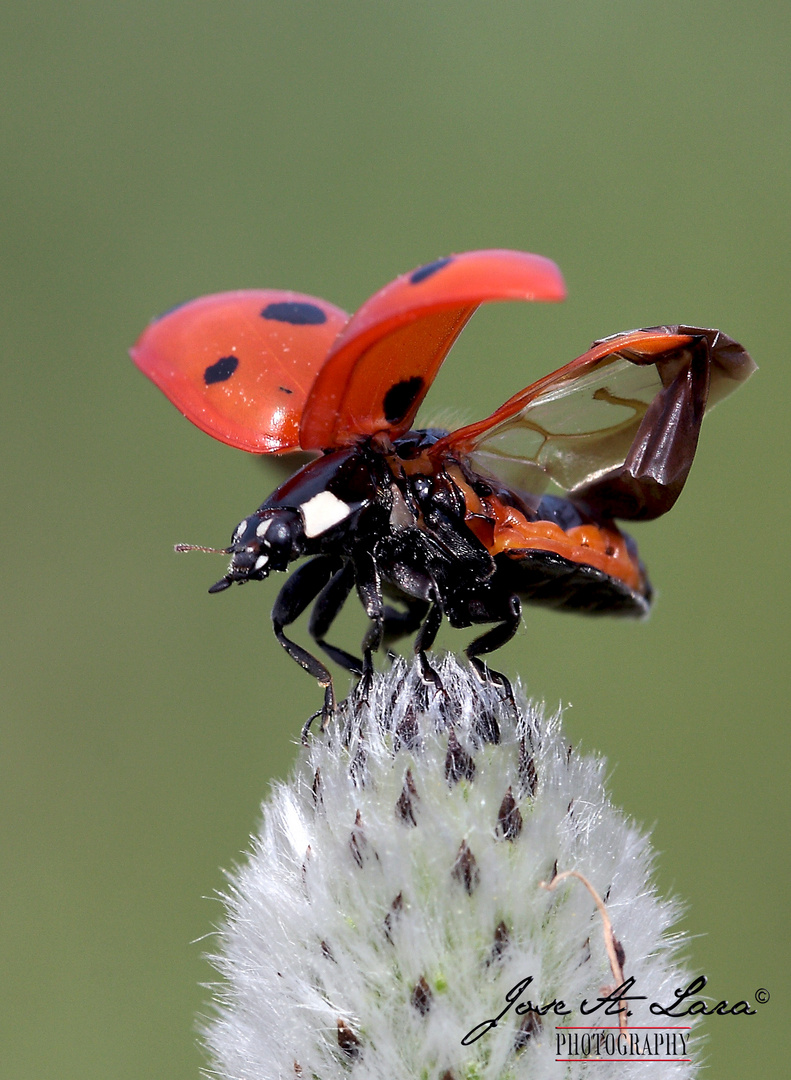 Coccinella 7-punctata (me presento)