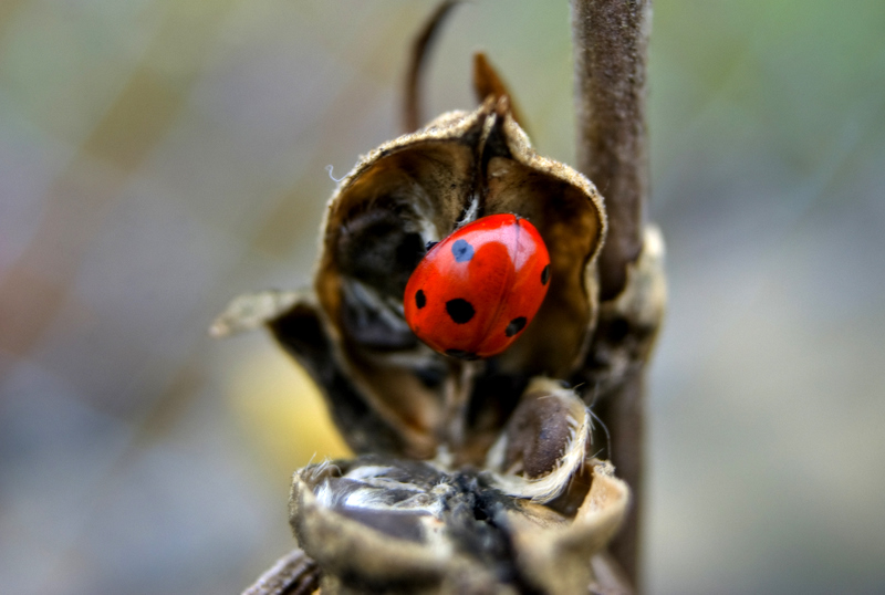 Coccinella 7-Punctata, Monthodon, France 2008