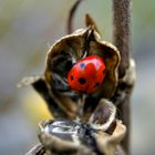 Coccinella 7-Punctata, Monthodon, France 2008