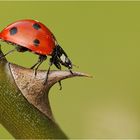 Coccinella