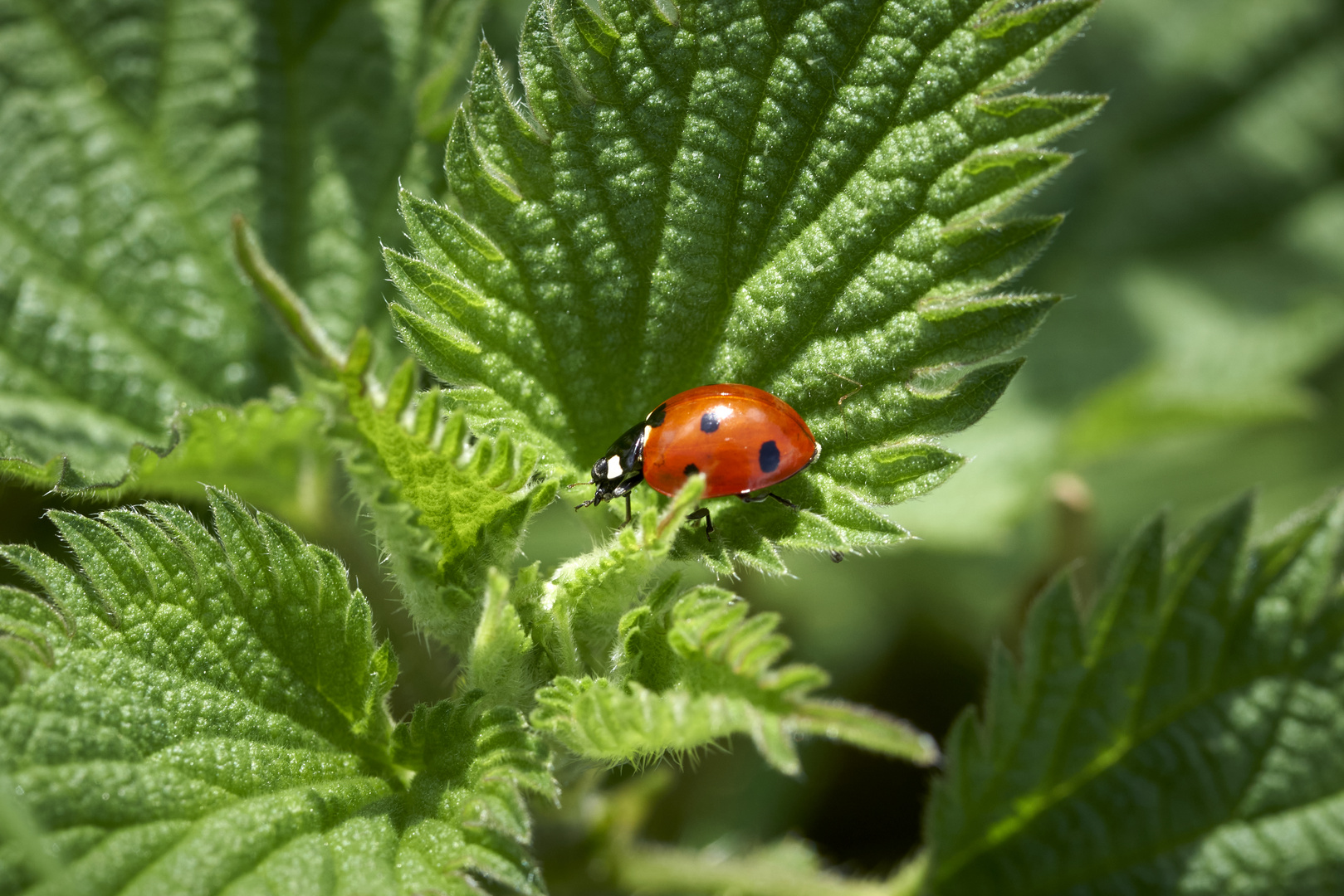 Coccinella