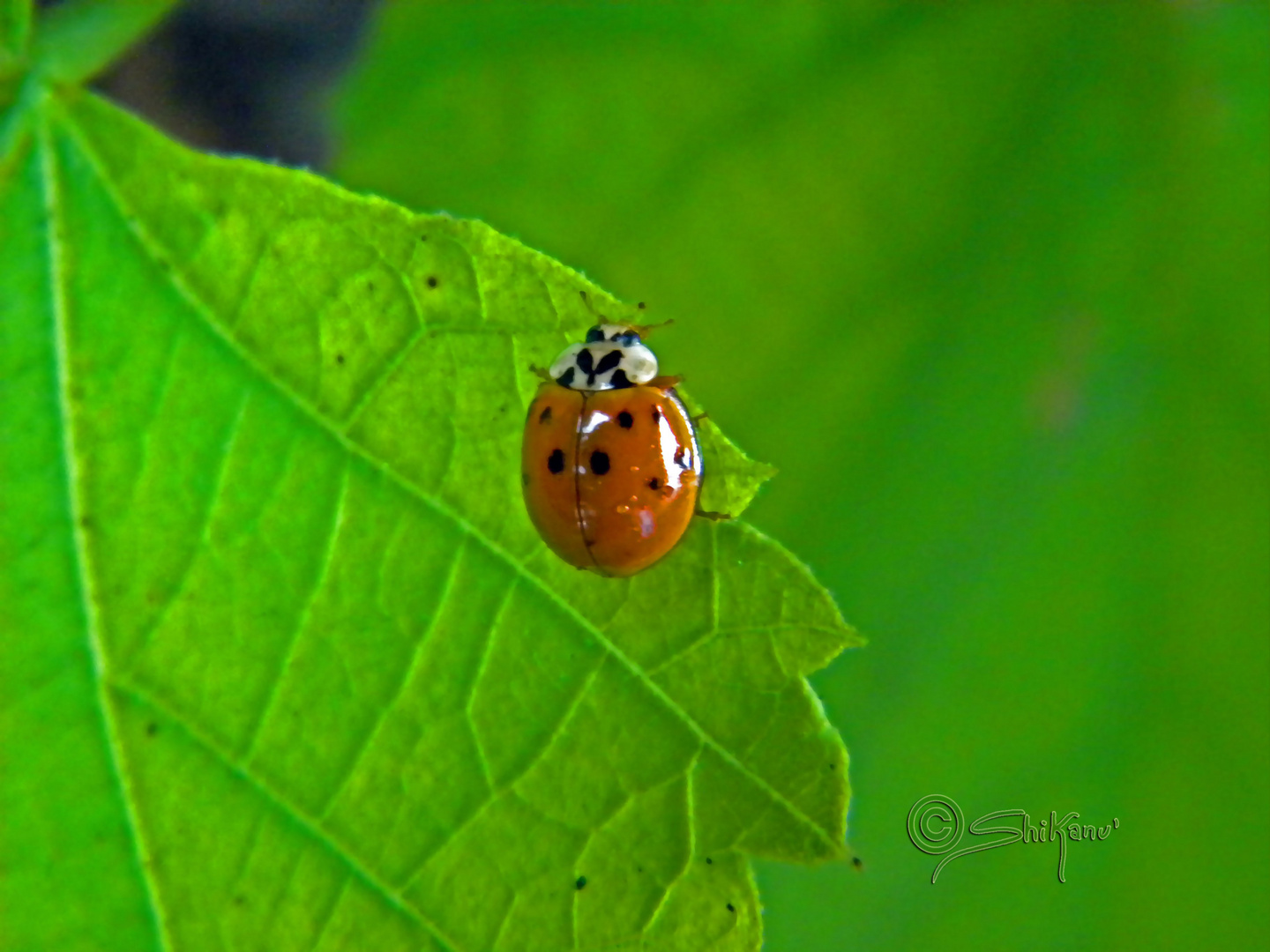 coccinella