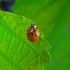 coccinella