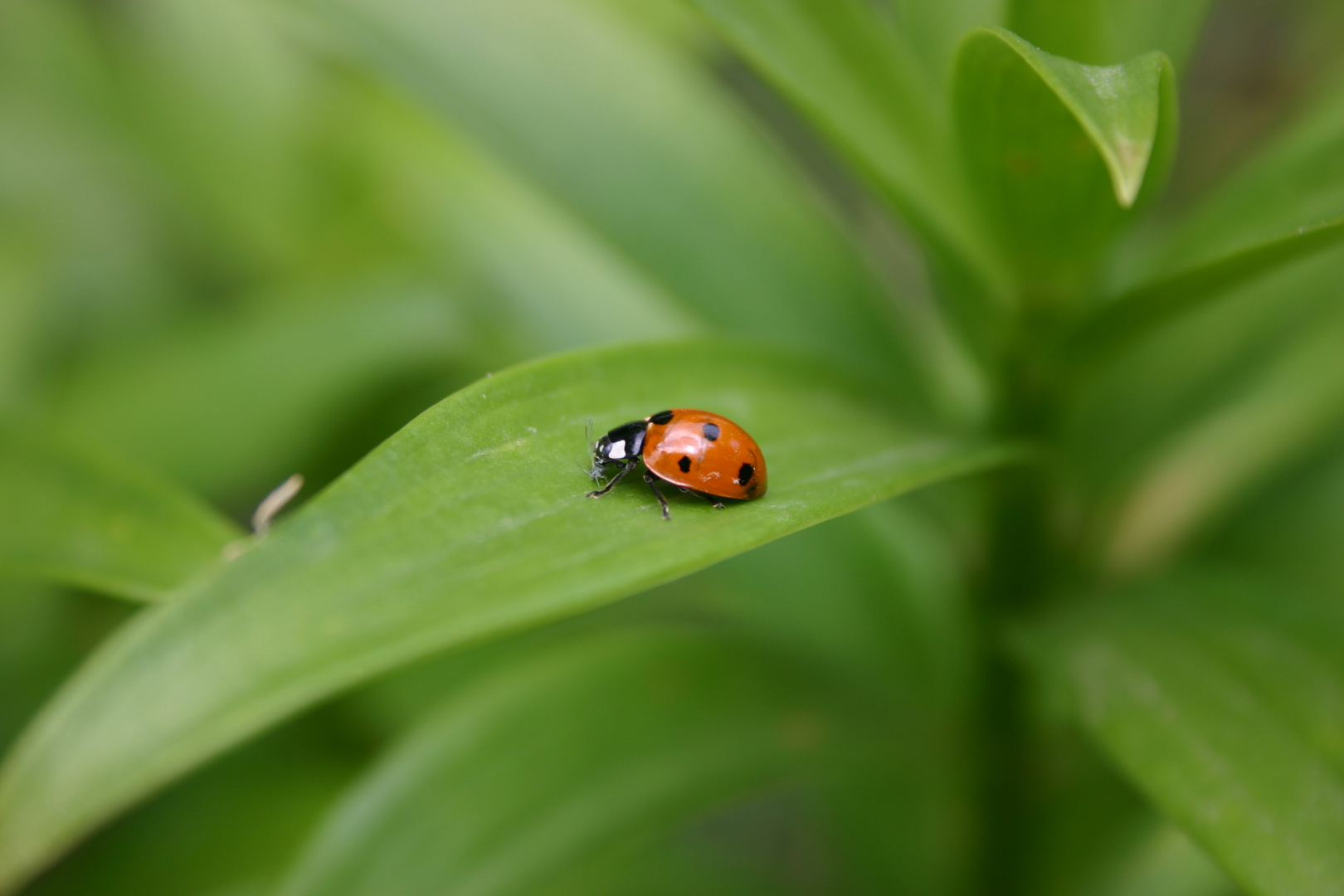 Coccinella