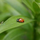 Coccinella