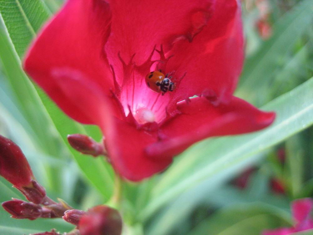 Coccinella