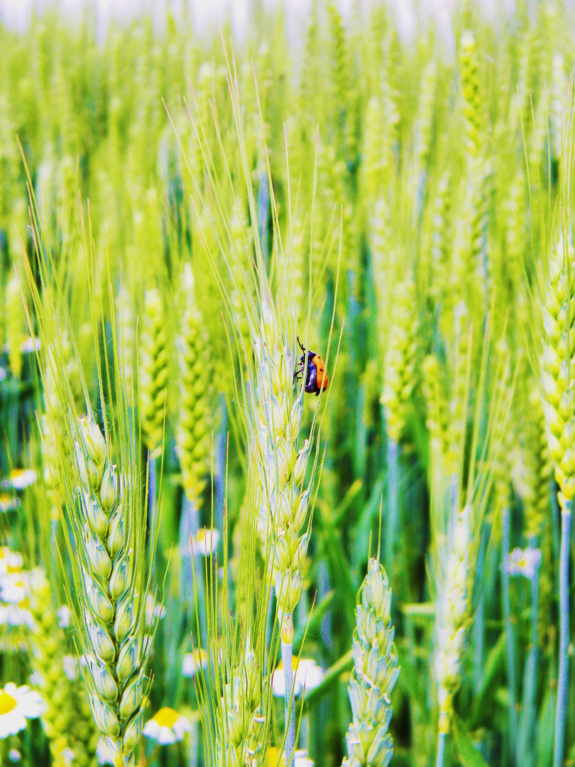 Coccinella?