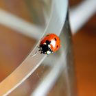 Coccinella