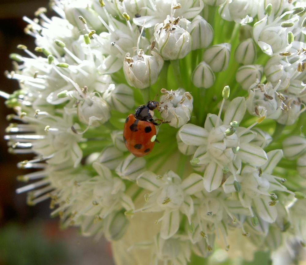 Coccinella