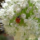 Coccinella