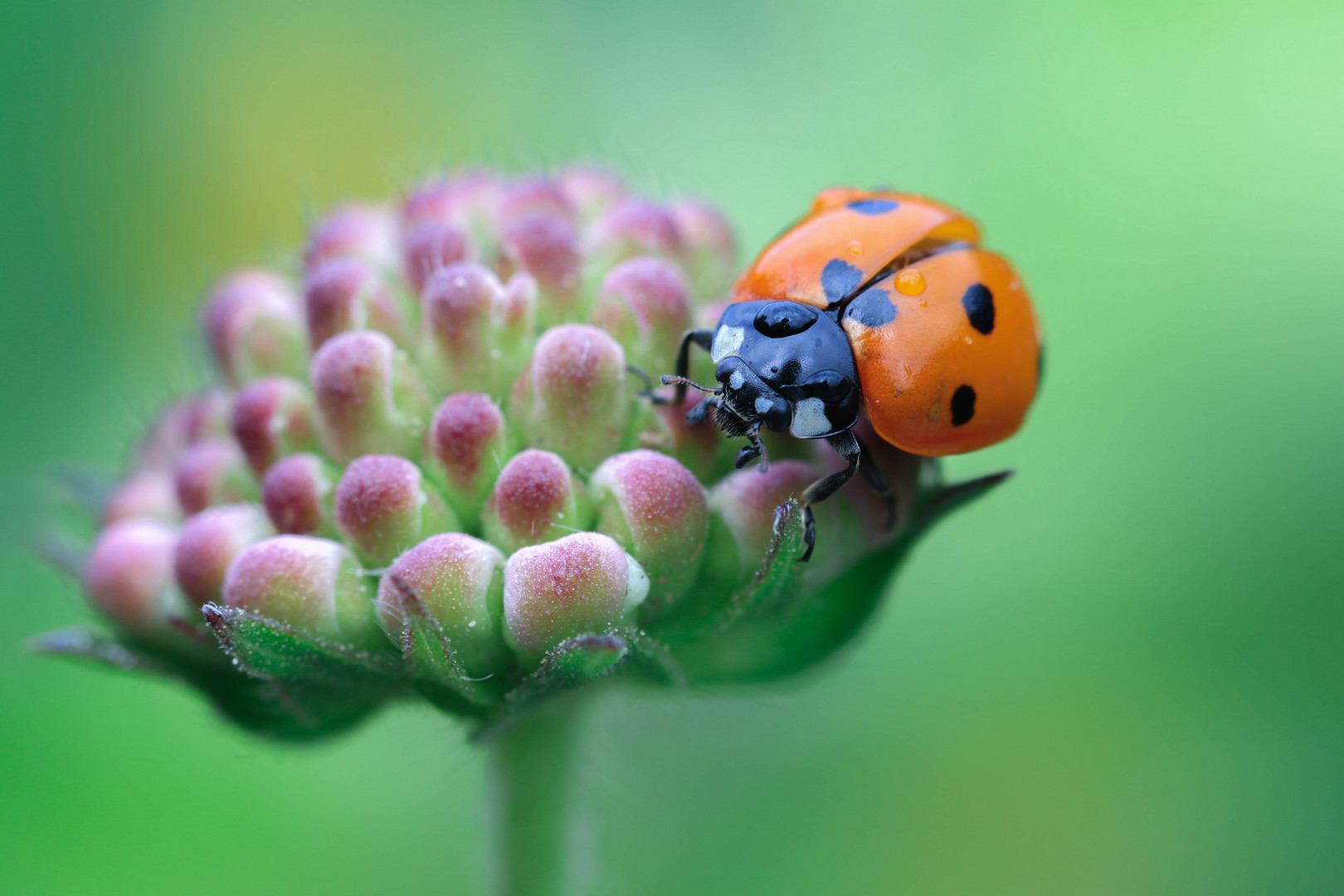 Coccinella