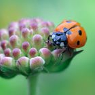 Coccinella