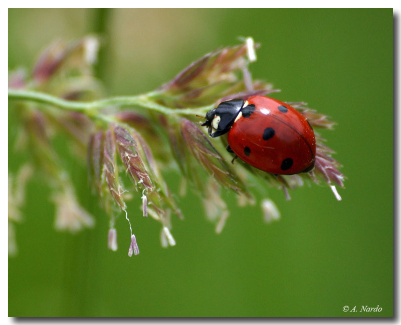 Coccinella a 7 punti