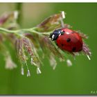 Coccinella a 7 punti