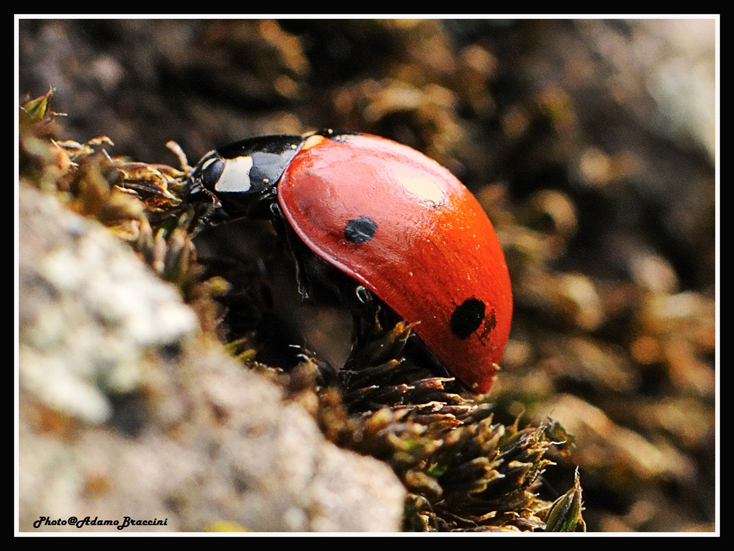 Coccinella a passeggio