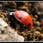 Coccinella a passeggio