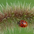 Coccinella