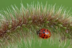 Coccinella