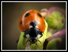 Coccinella