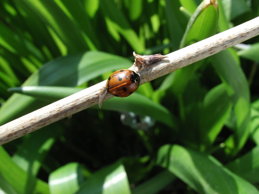 Coccinella