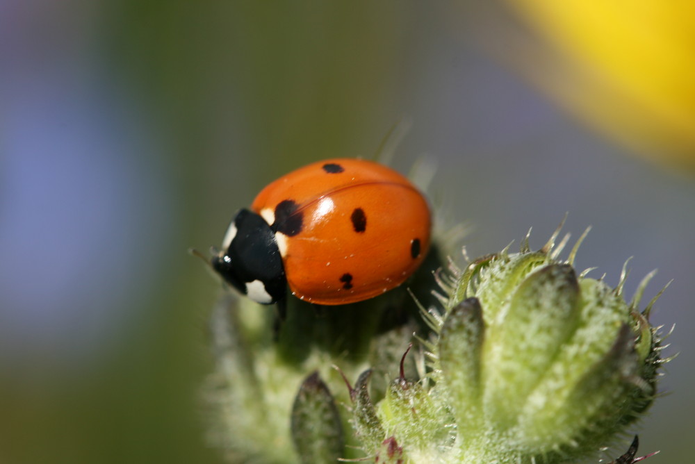 coccinella addormentata...