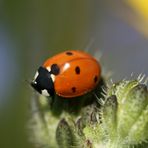 coccinella addormentata...