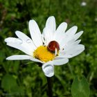 coccinella al sole