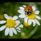 Coccinella