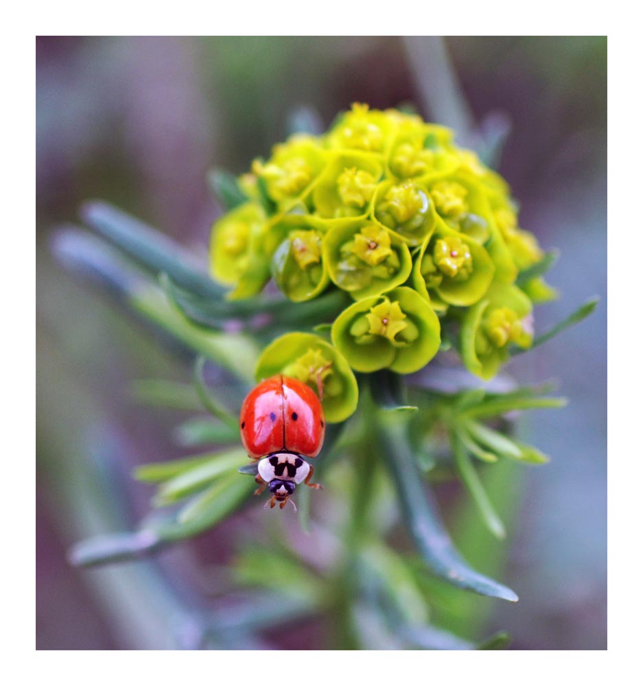 coccinella