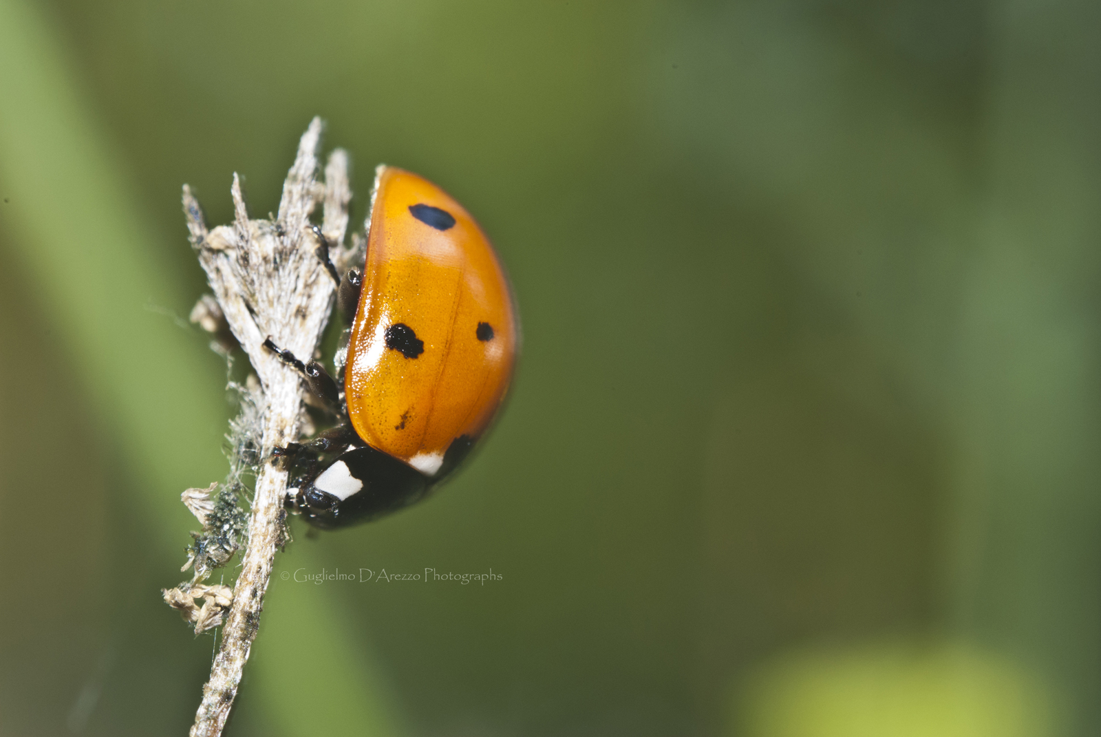 Coccinella