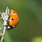 Coccinella