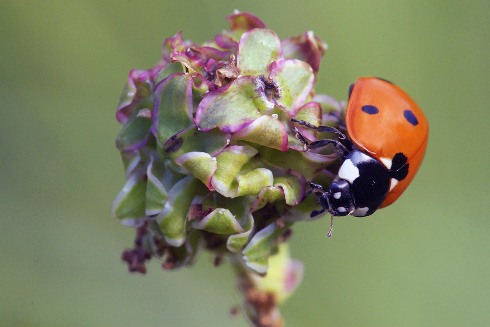 Coccinella