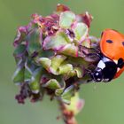 Coccinella