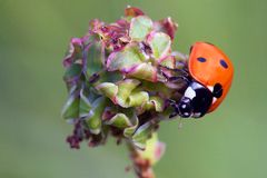 Coccinella