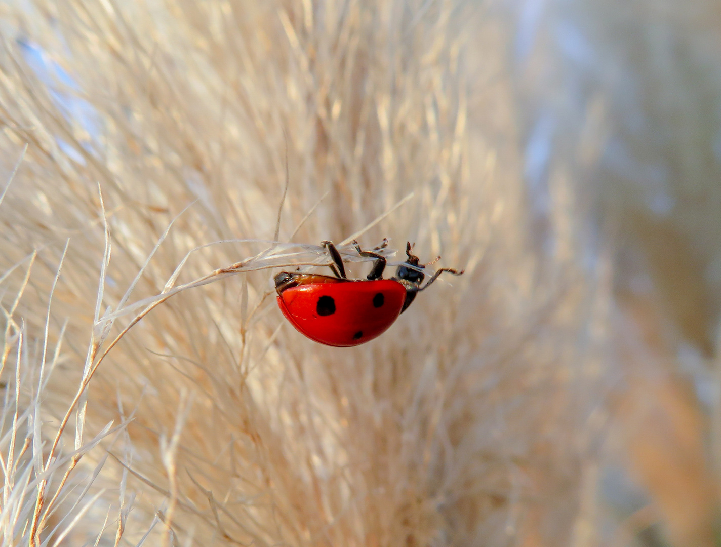 coccinella