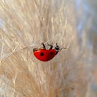 coccinella