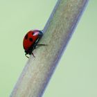 coccinella