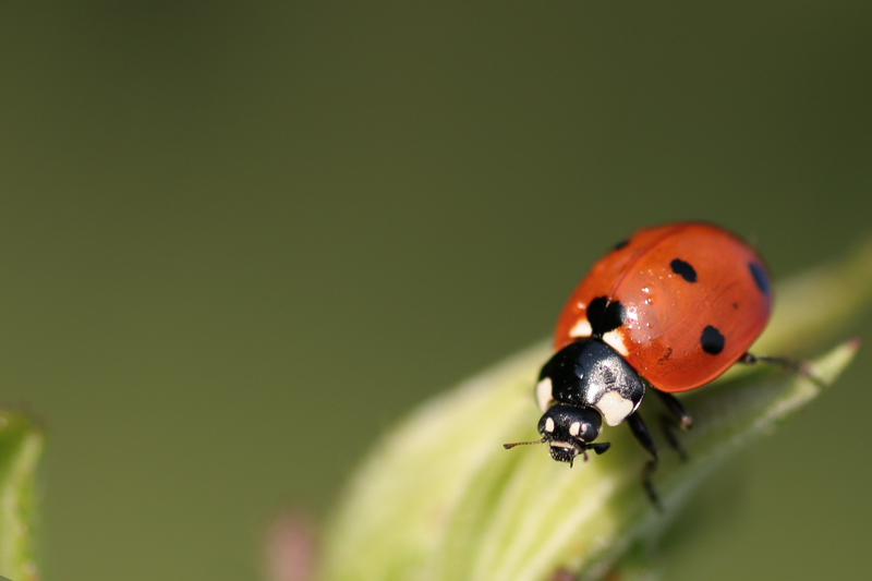 Coccinella