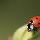 Coccinella