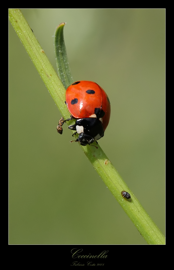 Coccinella