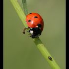 Coccinella