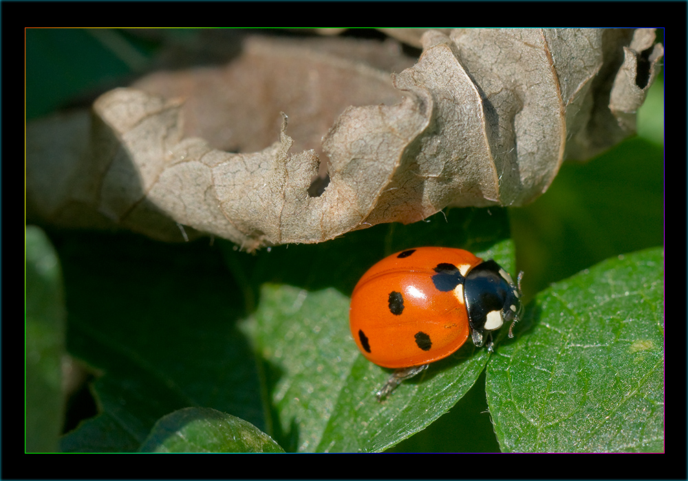 Coccinella d' autunno